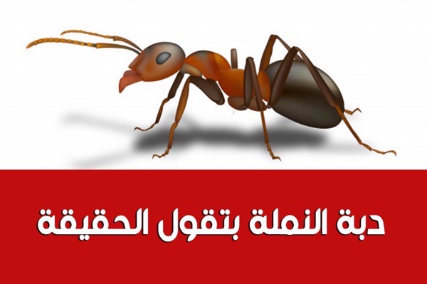 نشرة أخبار دبة النملة